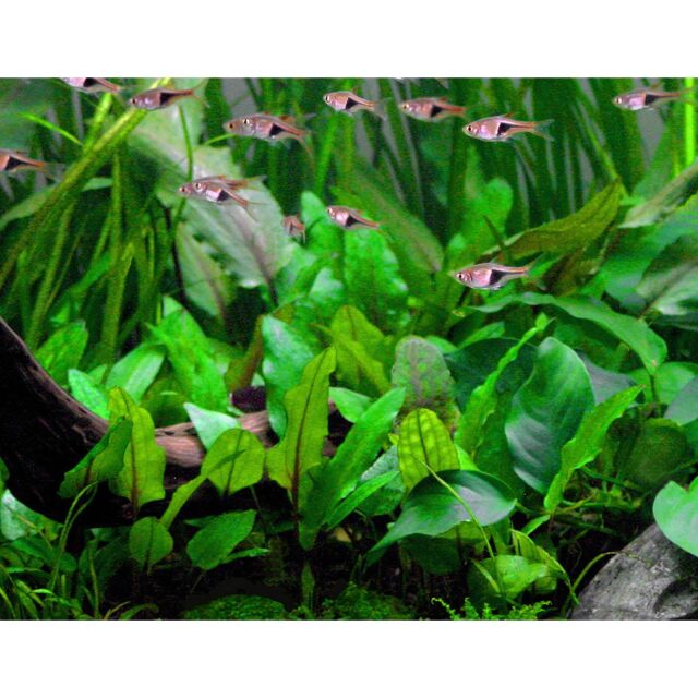 Cryptocoryne wendtii &quot;Green&quot;