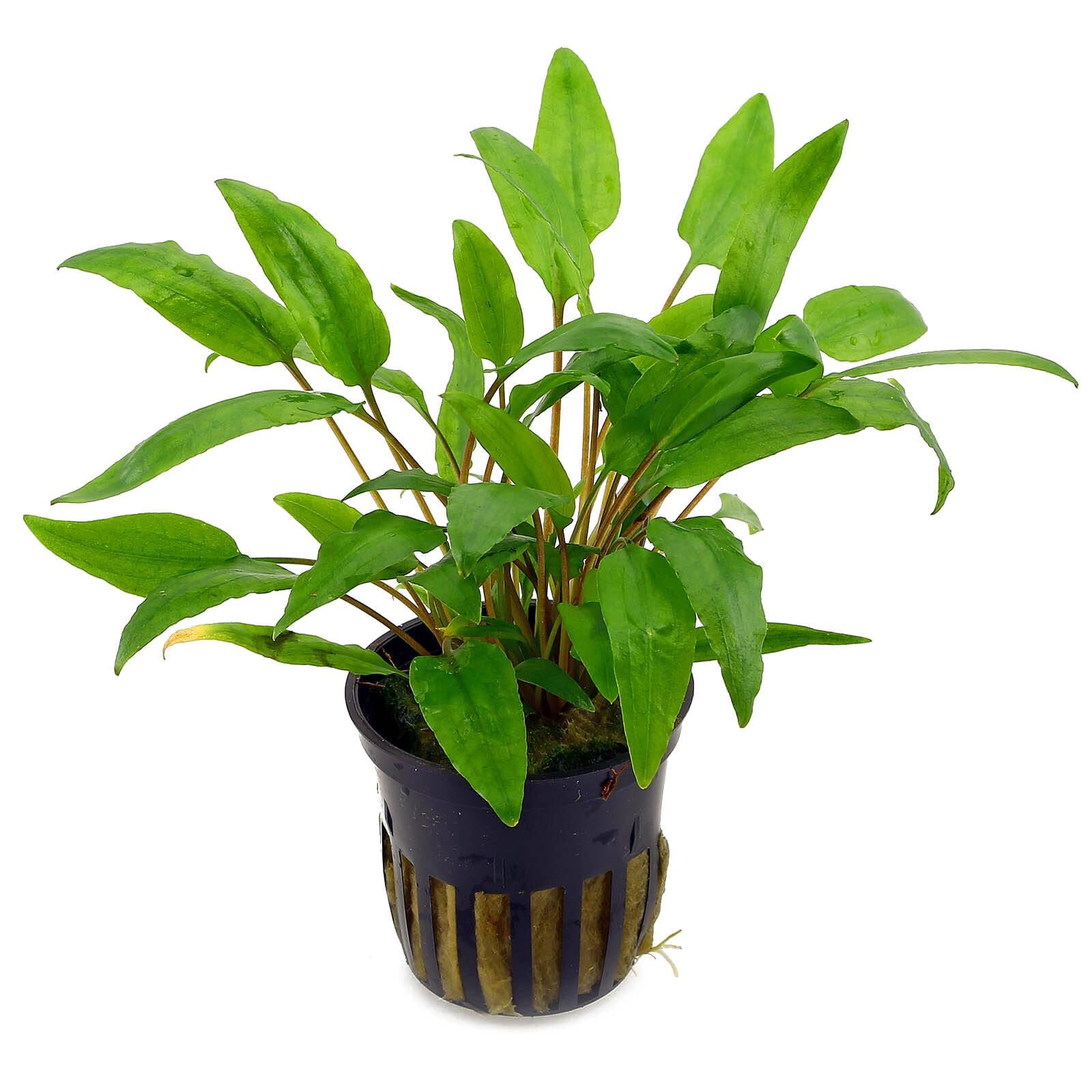 Cryptocoryne wendtii "Green"