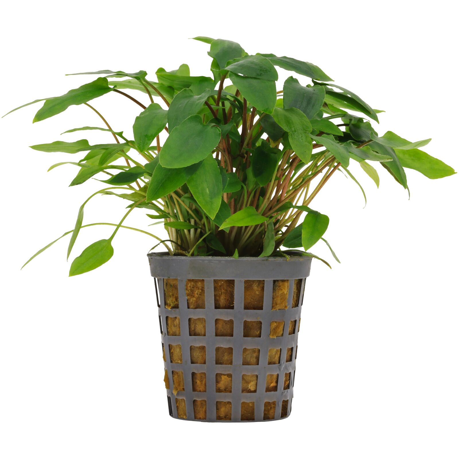 Cryptocoryne Wendtii Green Topf Aquasabi Aquarium Shop Cryptocoryne Wendtii Green Topf Aquasabi Aquarium Shop