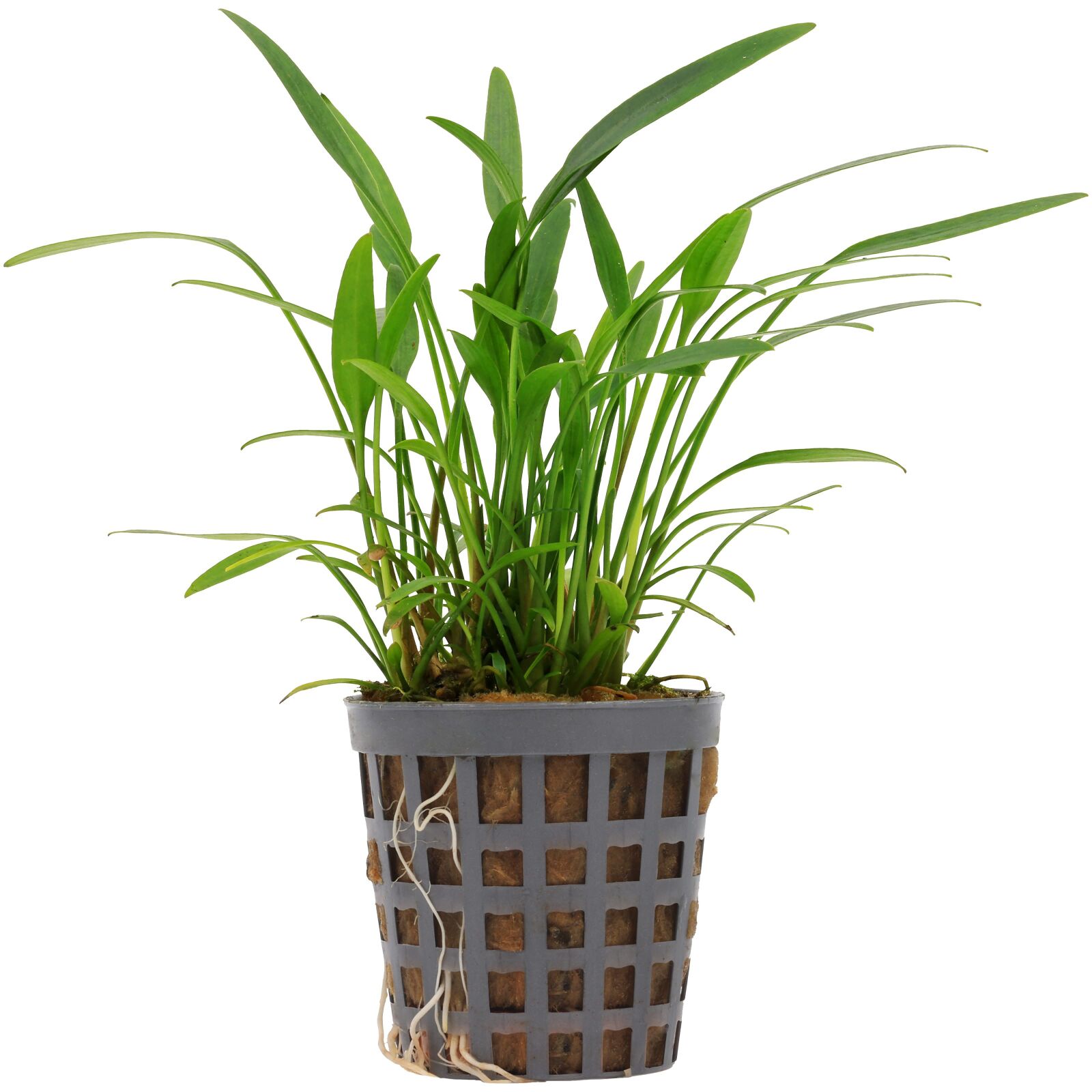 Cryptocoryne x willisii "lucens"