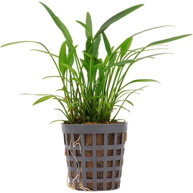 Cryptocoryne x willisii "lucens"