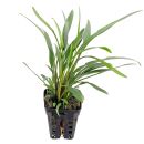 Cryptocoryne x willisii "lucens" - Topf