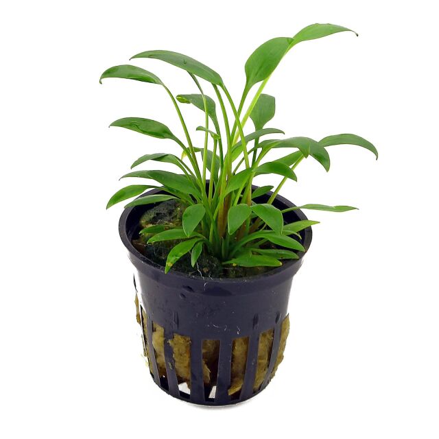 Cryptocoryne x willisii "nevillii"