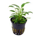 Cryptocoryne x willisii "nevillii" - Topf