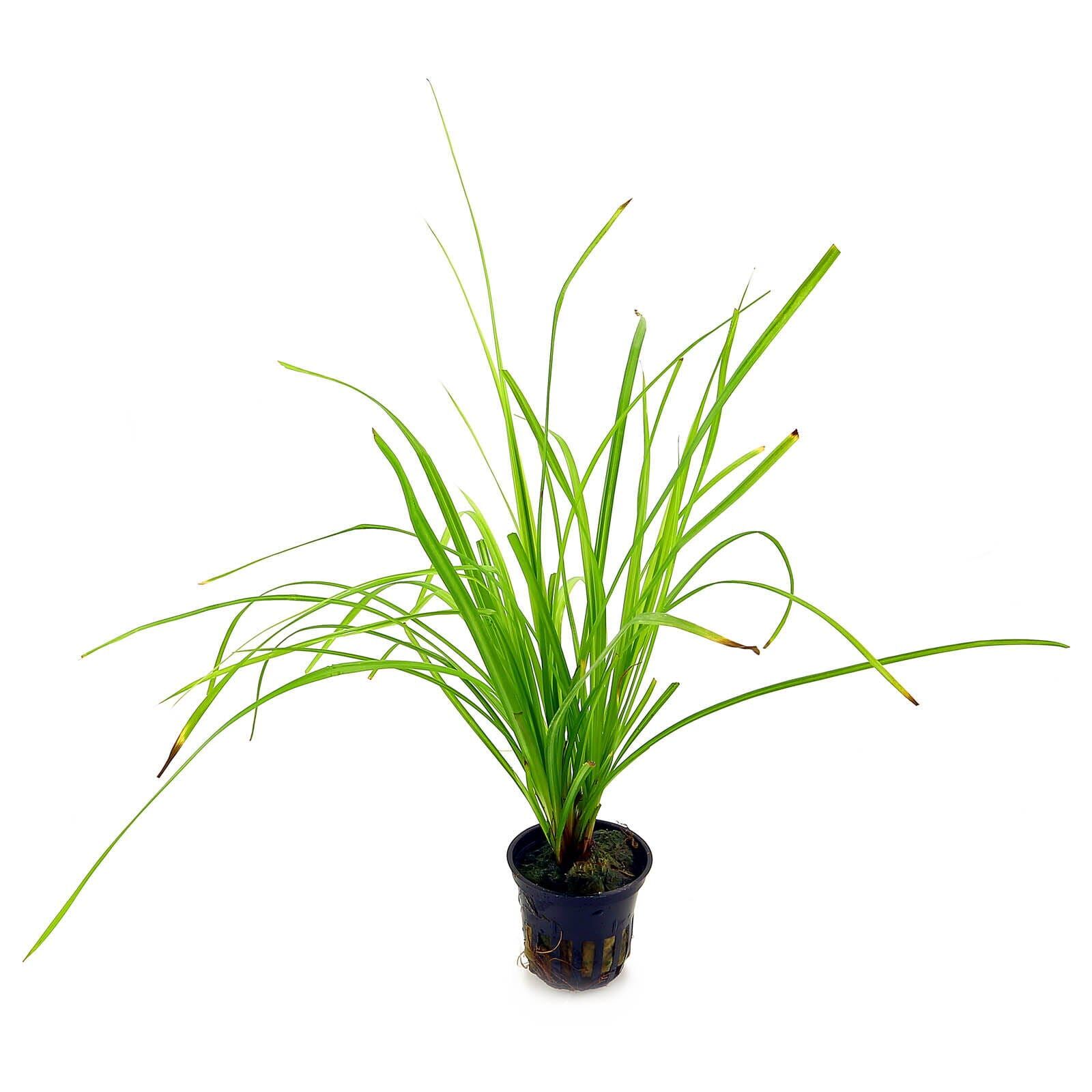 Cyperus helferi