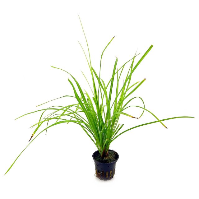 Cyperus helferi