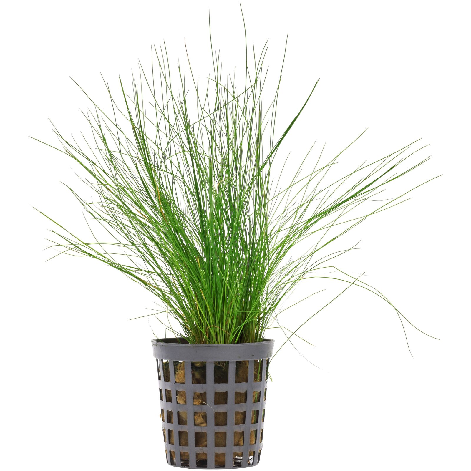 Eleocharis acicularis