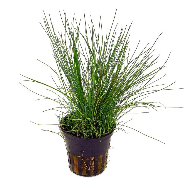 <b>Eleocharis acicularis</b><br />Nadelsimse