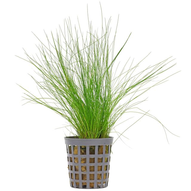 Eleocharis acicularis