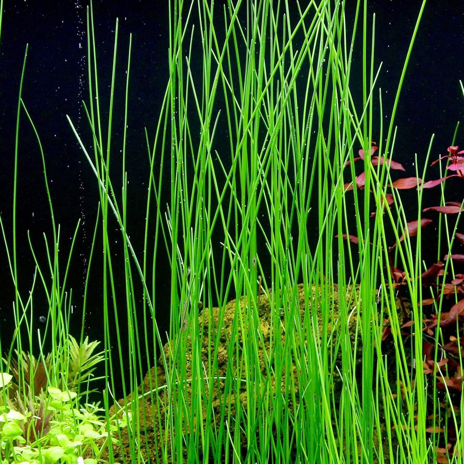 Eleocharis sp. "montevidensis"