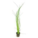 Eleocharis sp. "montevidensis"