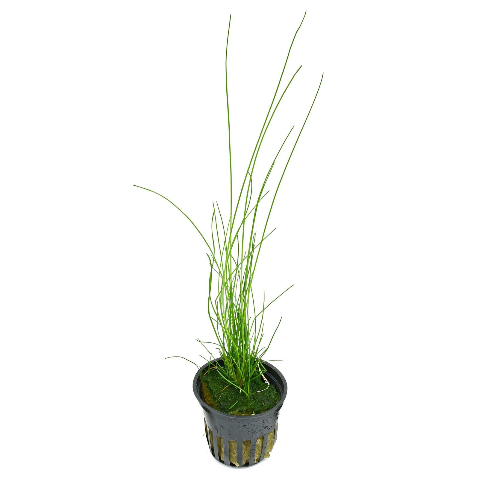 Eleocharis sp. "montevidensis"