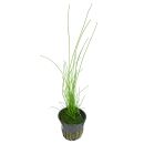 Eleocharis sp. "montevidensis" - Topf