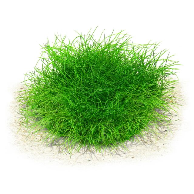 Eleocharis sp. 'Mini'