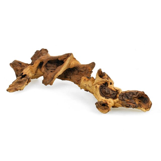 Mopani Wurzel