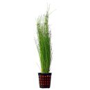 Eleocharis vivipara - Topf