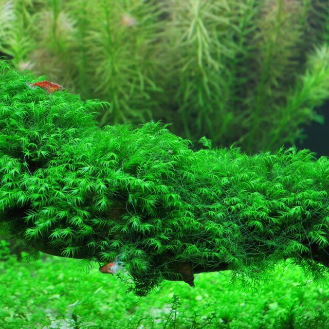 Fissidens fontanus "Phoenix Moss"