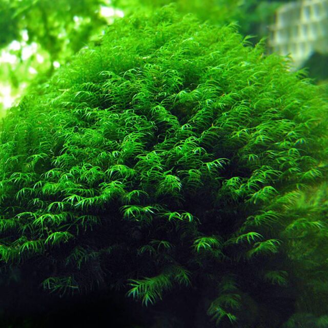 Fissidens fontanus &quot;Phoenix Moss&quot;