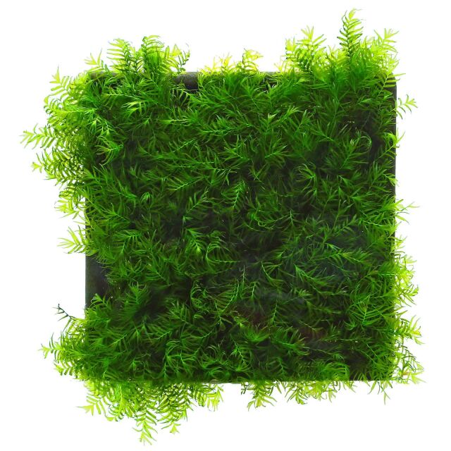 Fissidens fontanus &quot;Phoenix Moss&quot; - Pad - 5 x 5 cm