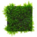 Fissidens fontanus "Phoenix Moss" - Pad - 5 x 5 cm