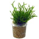 Fontinalis sp. "Nord-Thailand" - Portion