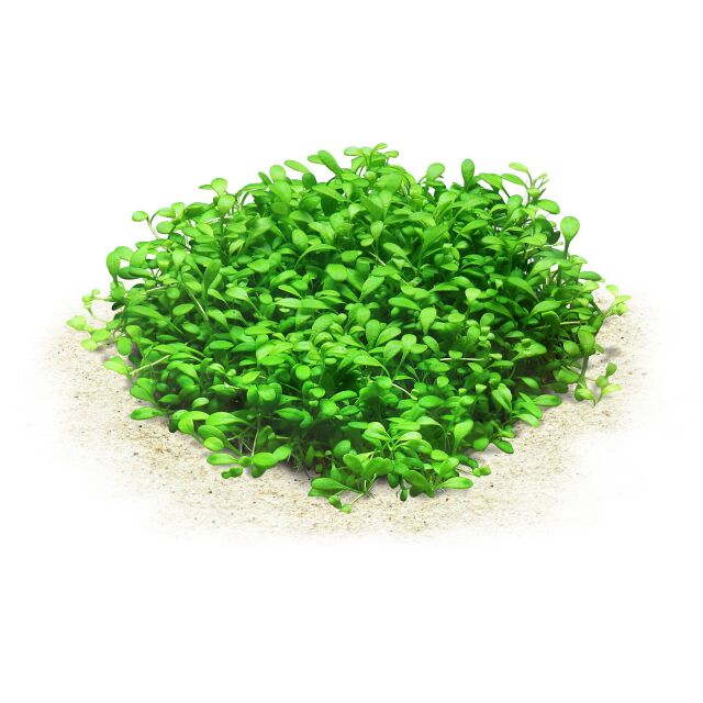 Glossostigma elatinoides