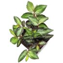 Procris repens - Topf L