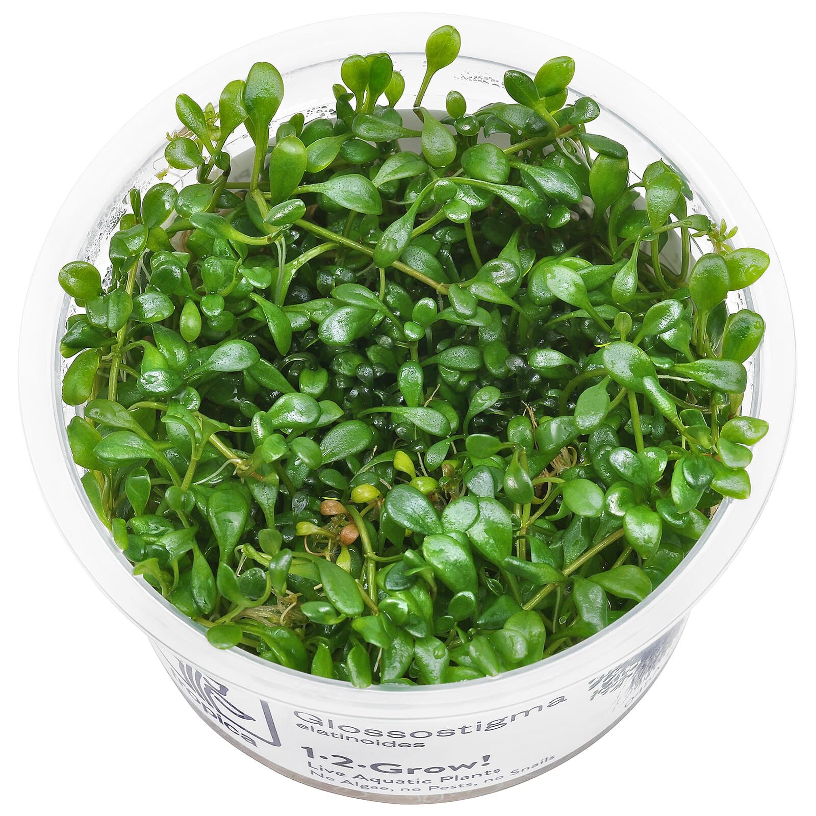 Glossostigma elatinoides