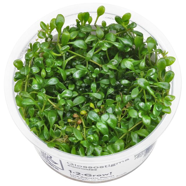 Glossostigma elatinoides - 1-2-GROW!