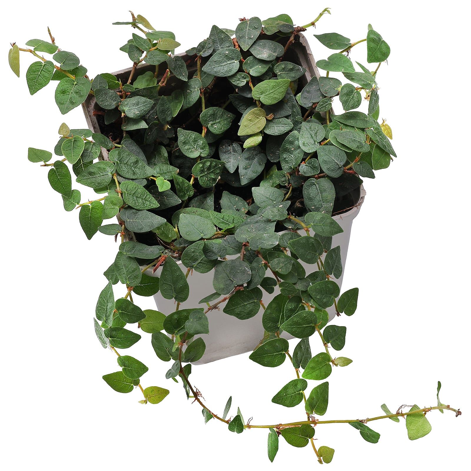 Ficus pumila "Minuta"