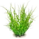 Helanthium bolivianum Vesuvius