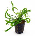 Helanthium bolivianum Vesuvius - Topf