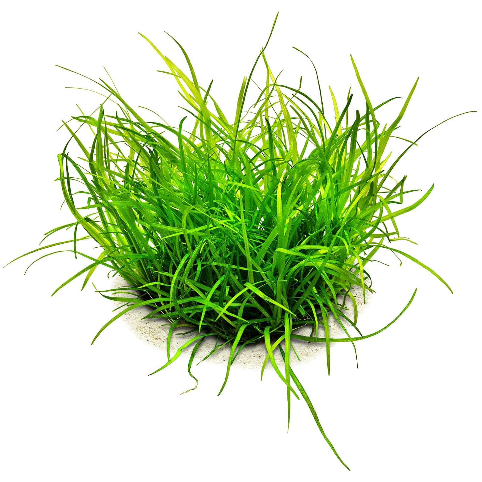Helanthium tenellum "Green"