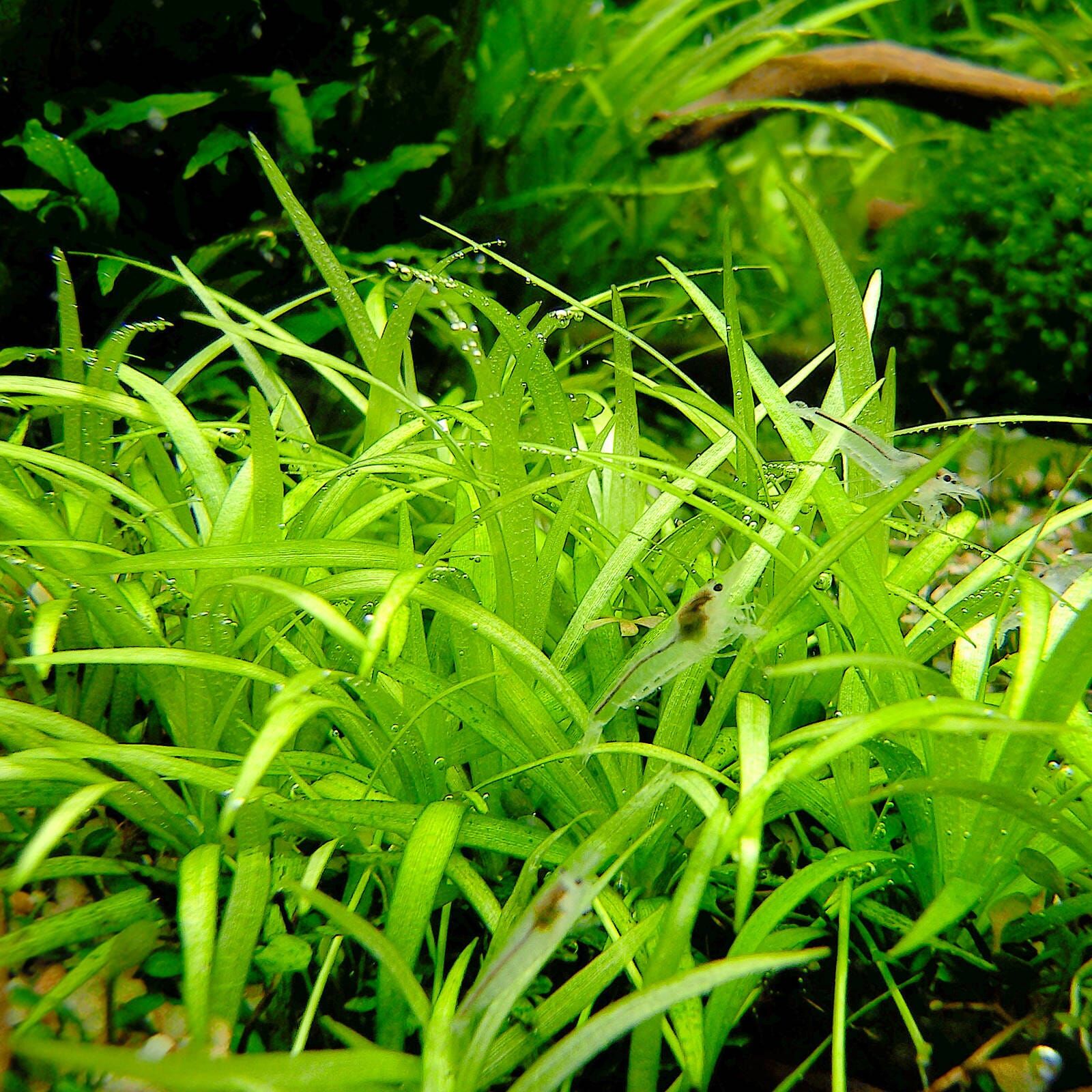 Helanthium tenellum "parvulum"