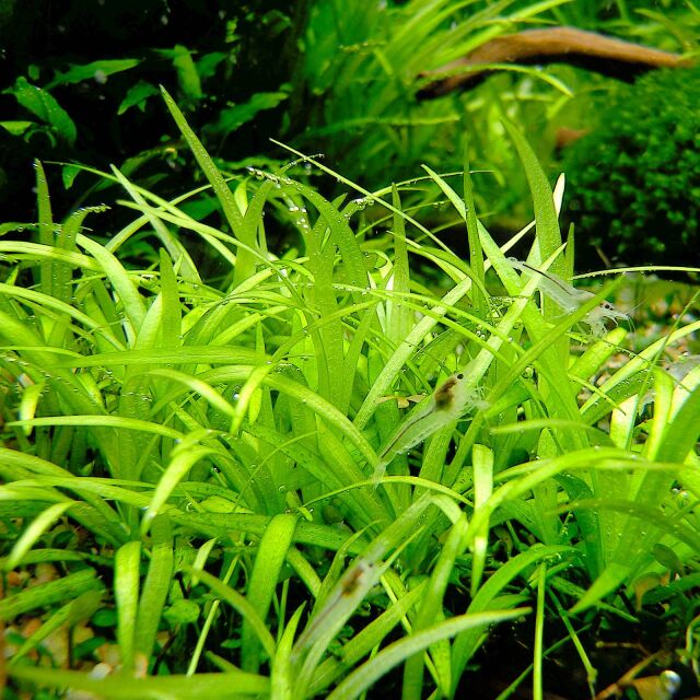Helanthium tenellum "Green"