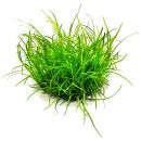 Helanthium tenellum "green"