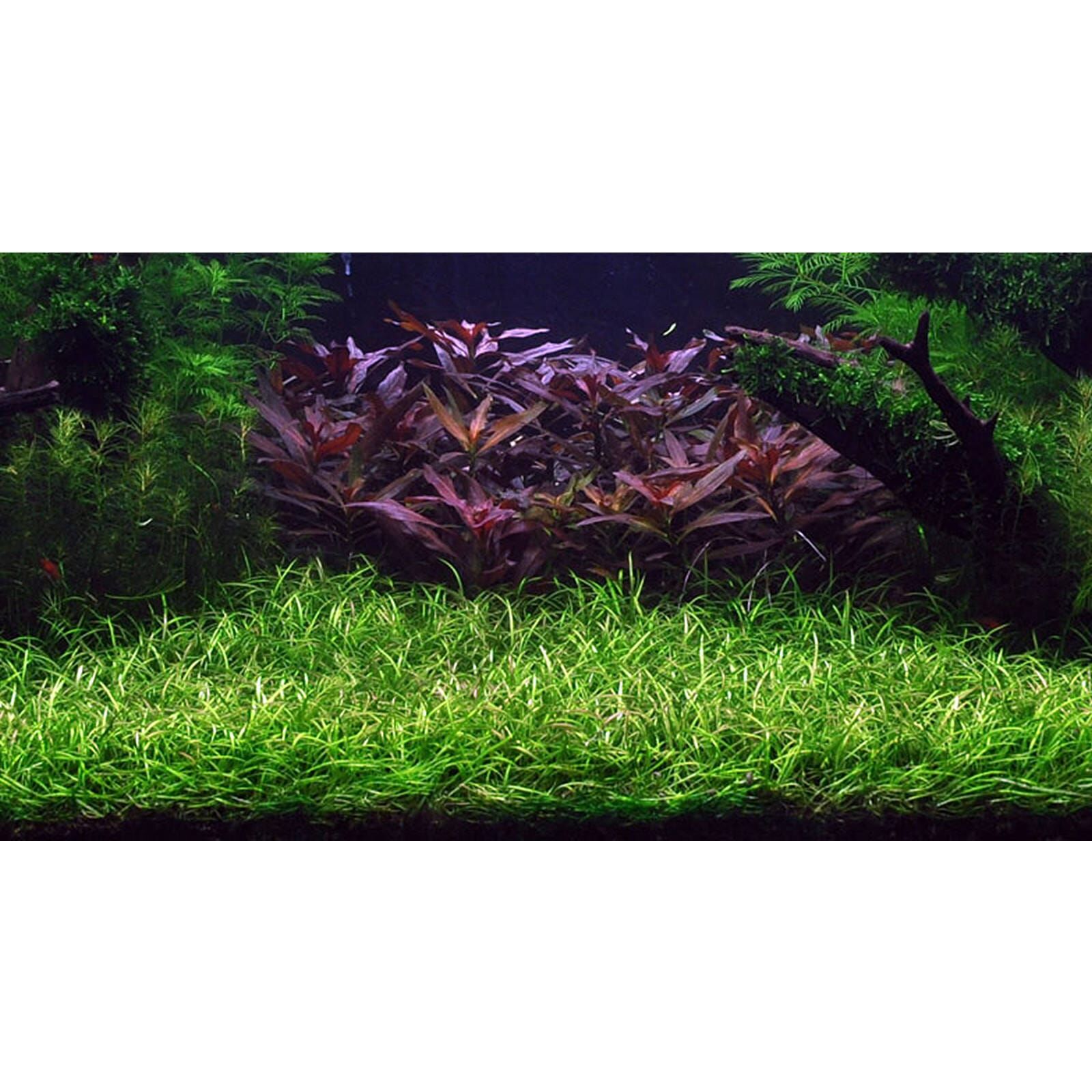 Helanthium tenellum ("Red")