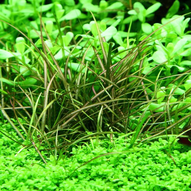 Helanthium tenellum ("Red")