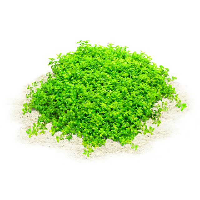 Hemianthus callitrichoides "Cuba"