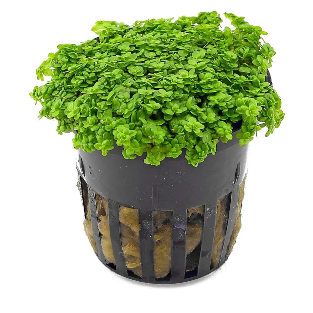Hemianthus callitrichoides "Cuba" - Topf