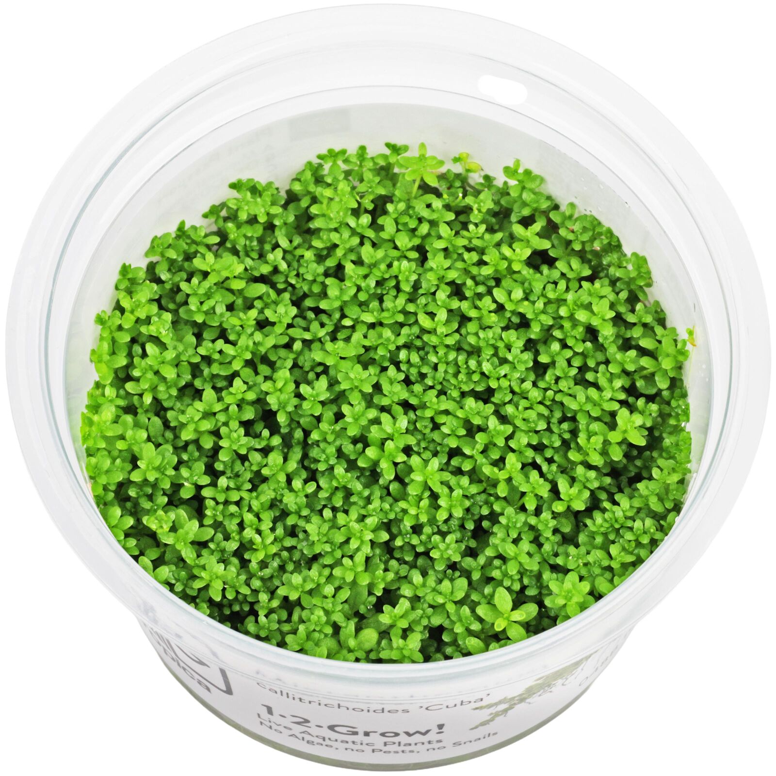 Hemianthus callitrichoides "Cuba"