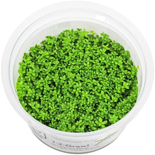 Hemianthus callitrichoides "Cuba" - 1-2-GROW!