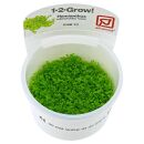 Hemianthus callitrichoides "Cuba" - 1-2-GROW!