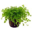 Hemianthus glomeratus - Topf