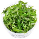 Heteranthera zosterifolia - 1-2-GROW!