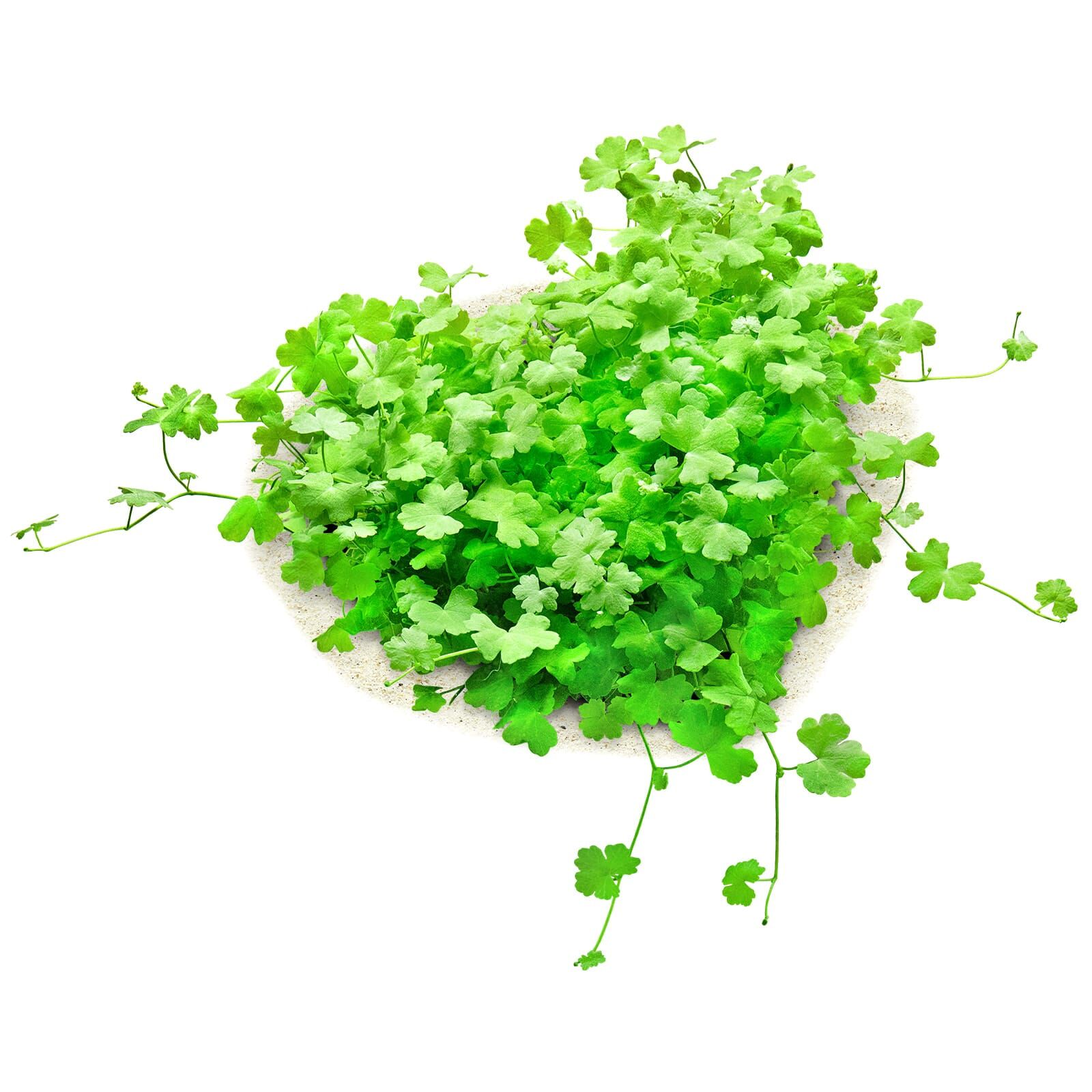 Hydrocotyle cf. tripartita