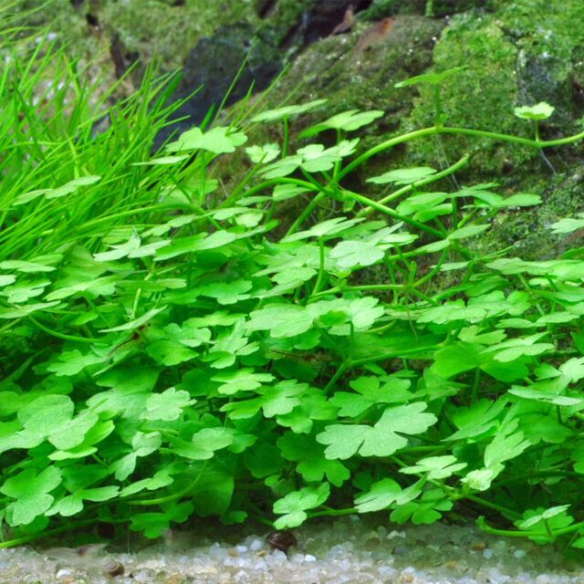 Hydrocotyle tripartita