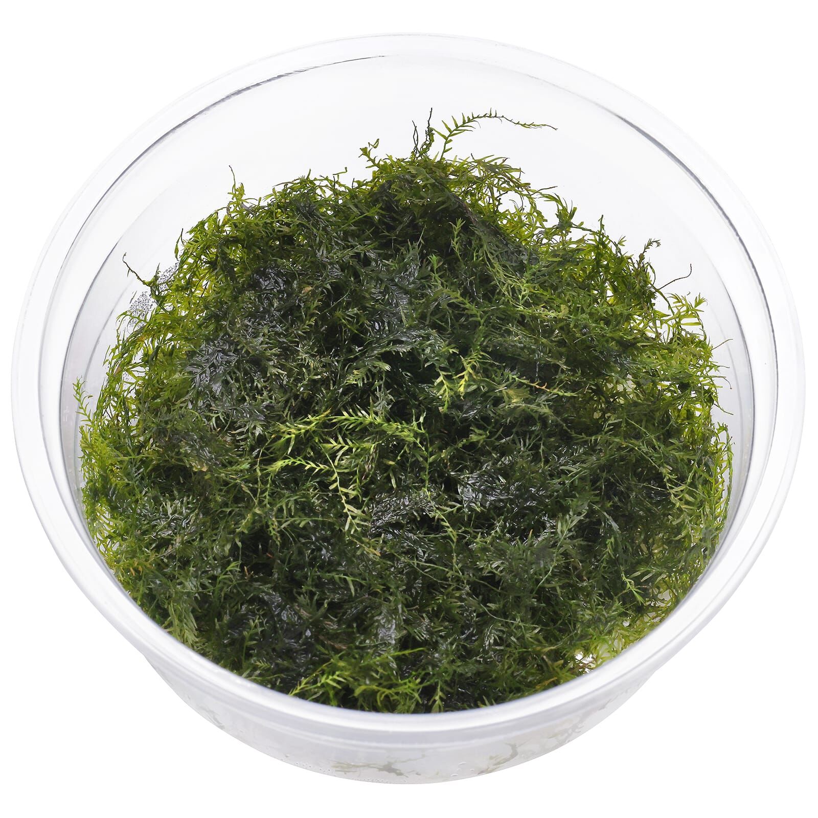 Fissidens fontanus "Phoenix Moss"
