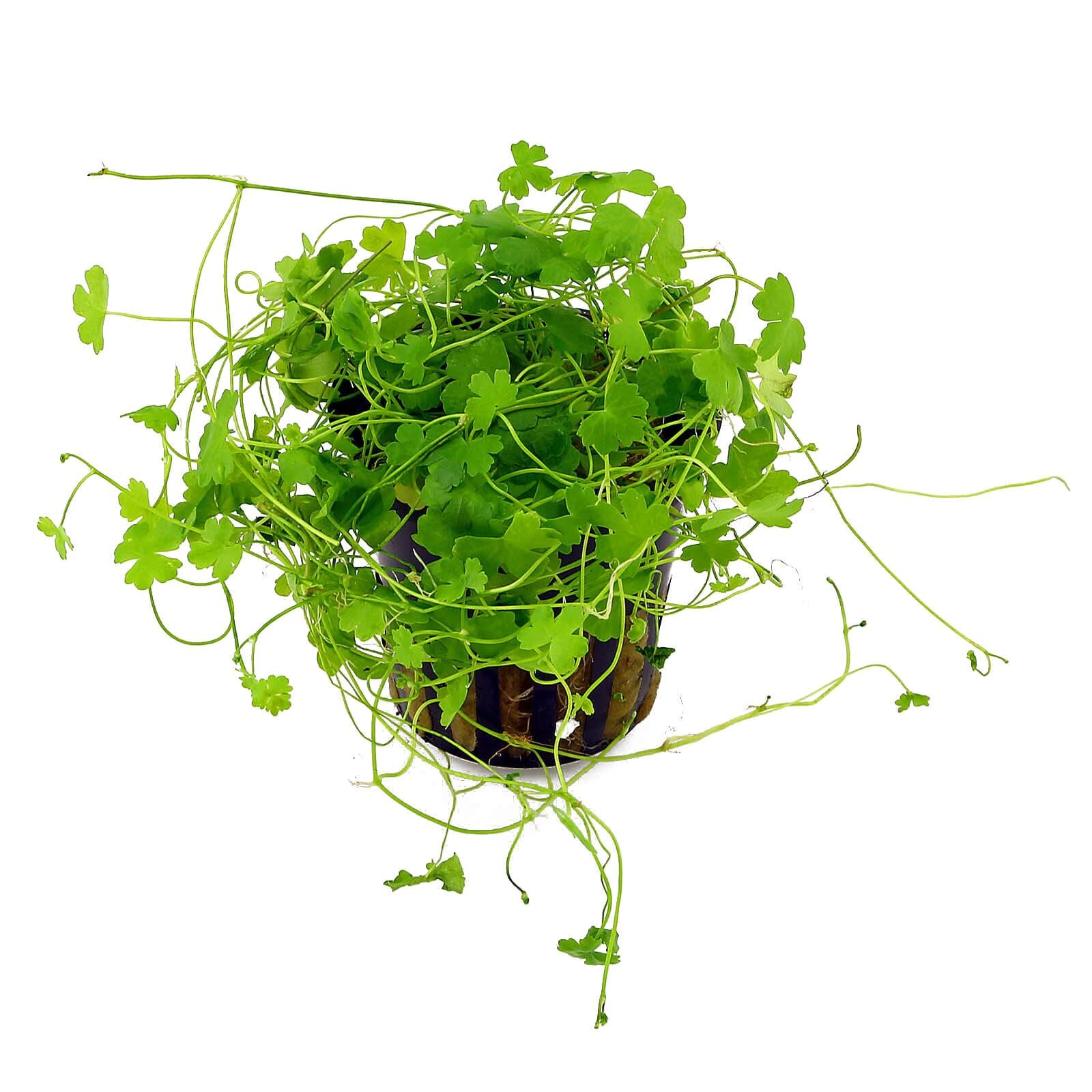 Hydrocotyle cf. tripartita