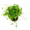 Hydrocotyle tripartita - Topf